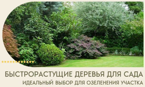 Быстрорастущие деревья для сада идеальный выбор в Омске