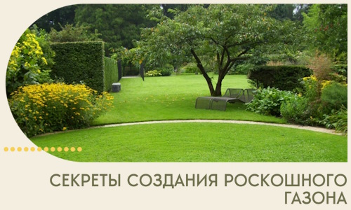 Секреты создания роскошного газона в Омске